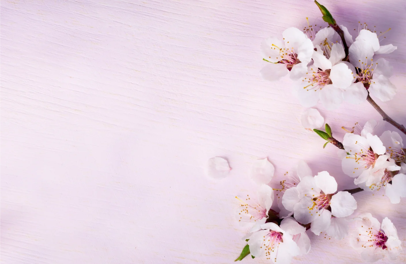 Alfalah Islamic Women Account Thumb N0y5zki