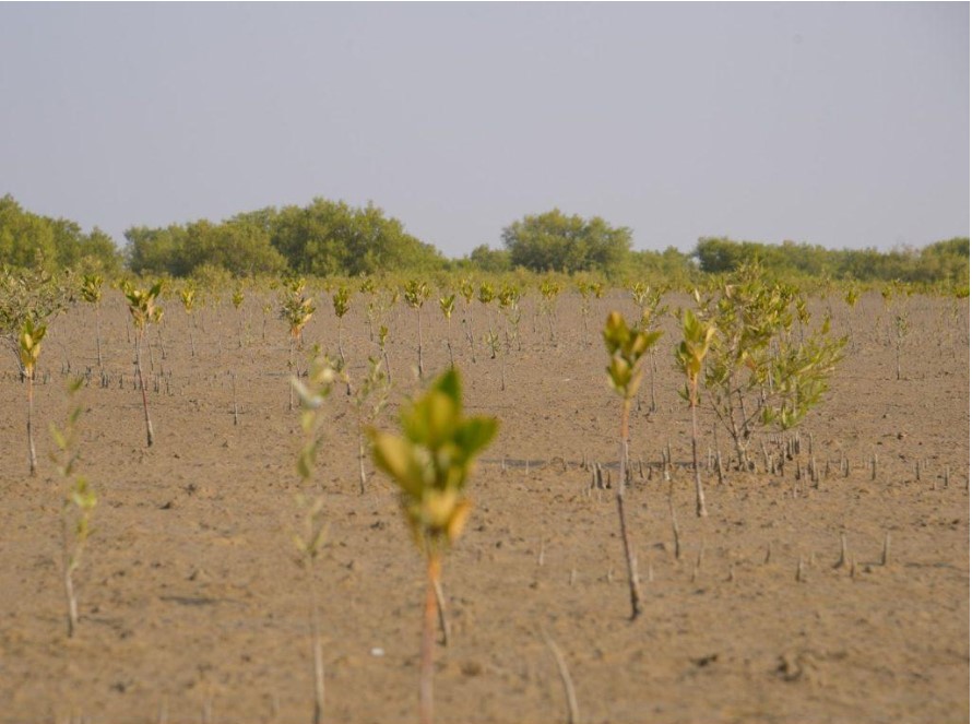 Bank Alfalah and WWF-Pakistan Join Forces on World Environment Day to Plant Mangroves in Balochistan, Advancing Their Goal of Planting 100,000 Trees by 2030 Bank Alfalah and WWF-Pakistan Join Forces on World Environment Day to Plant Mangroves in Balochistan, Advancing Their Goal of Planting 100,000 Trees by 2030